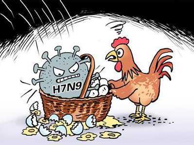 如何预防禽流感？